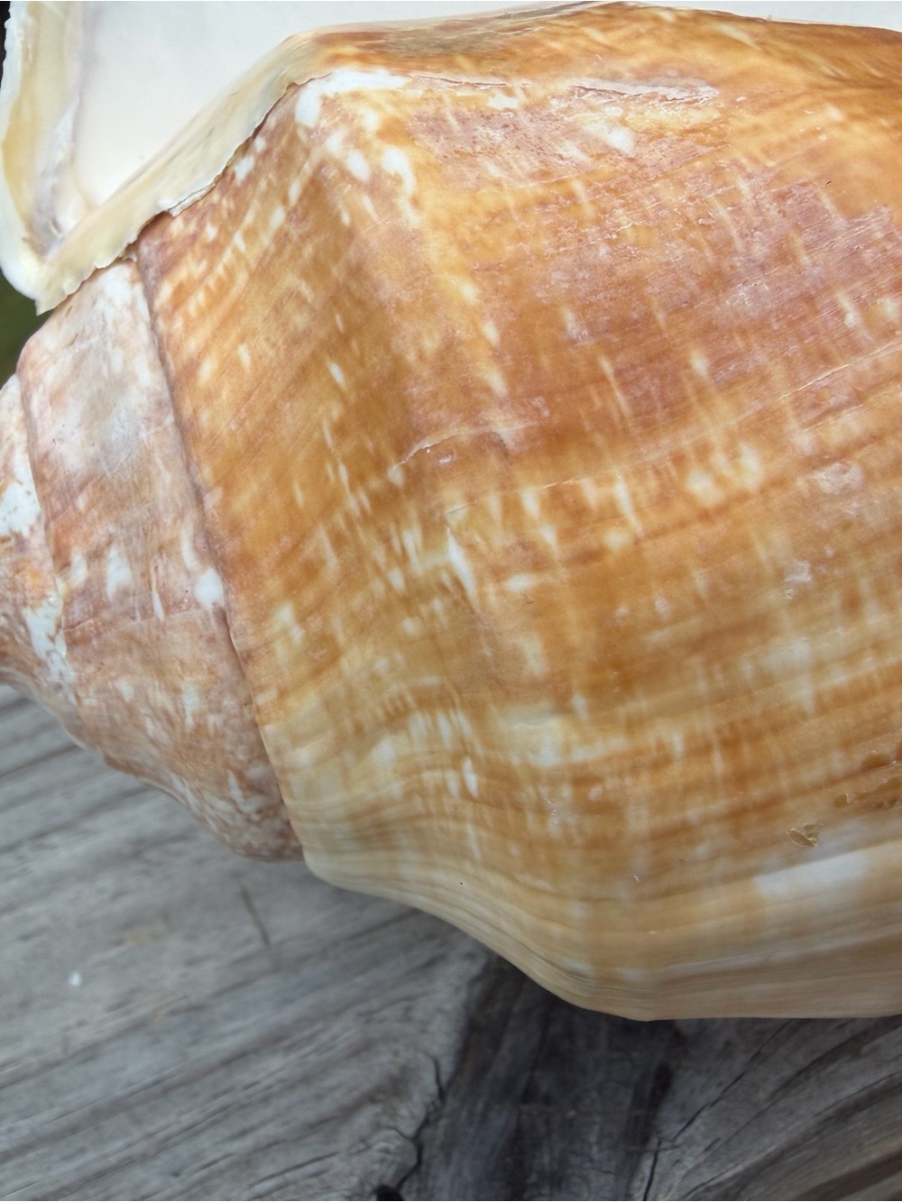 Large Pacific Conch - Picture 7 of 8